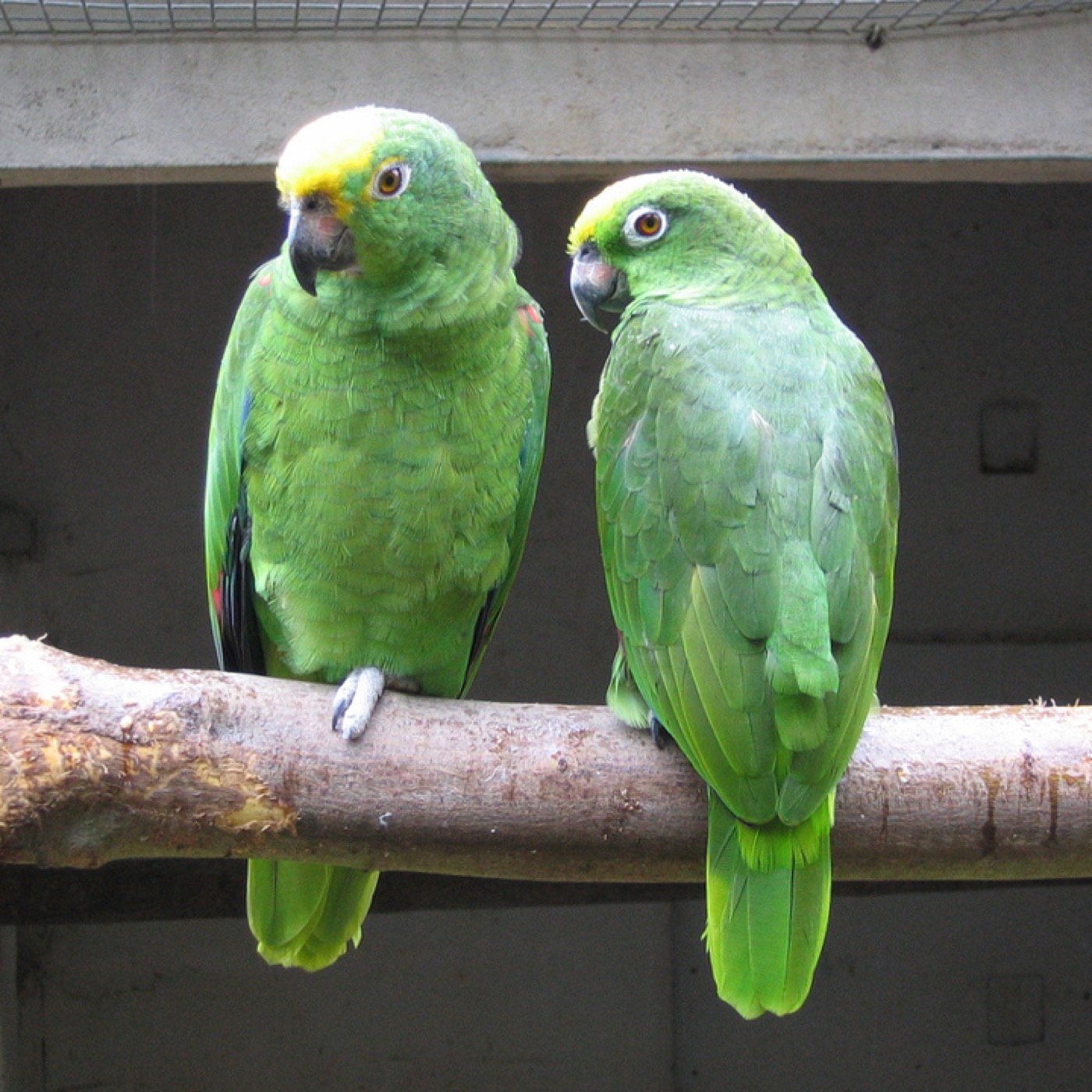 Loro de cabeza amarilla Amazona ochrocephala