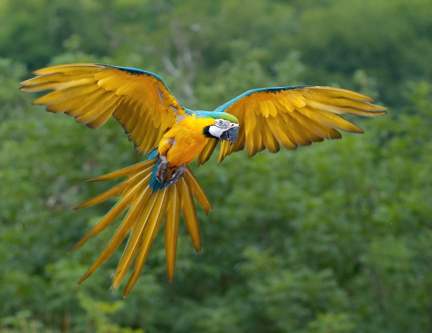 Guacamayo azul y amarillo Ara ararauna