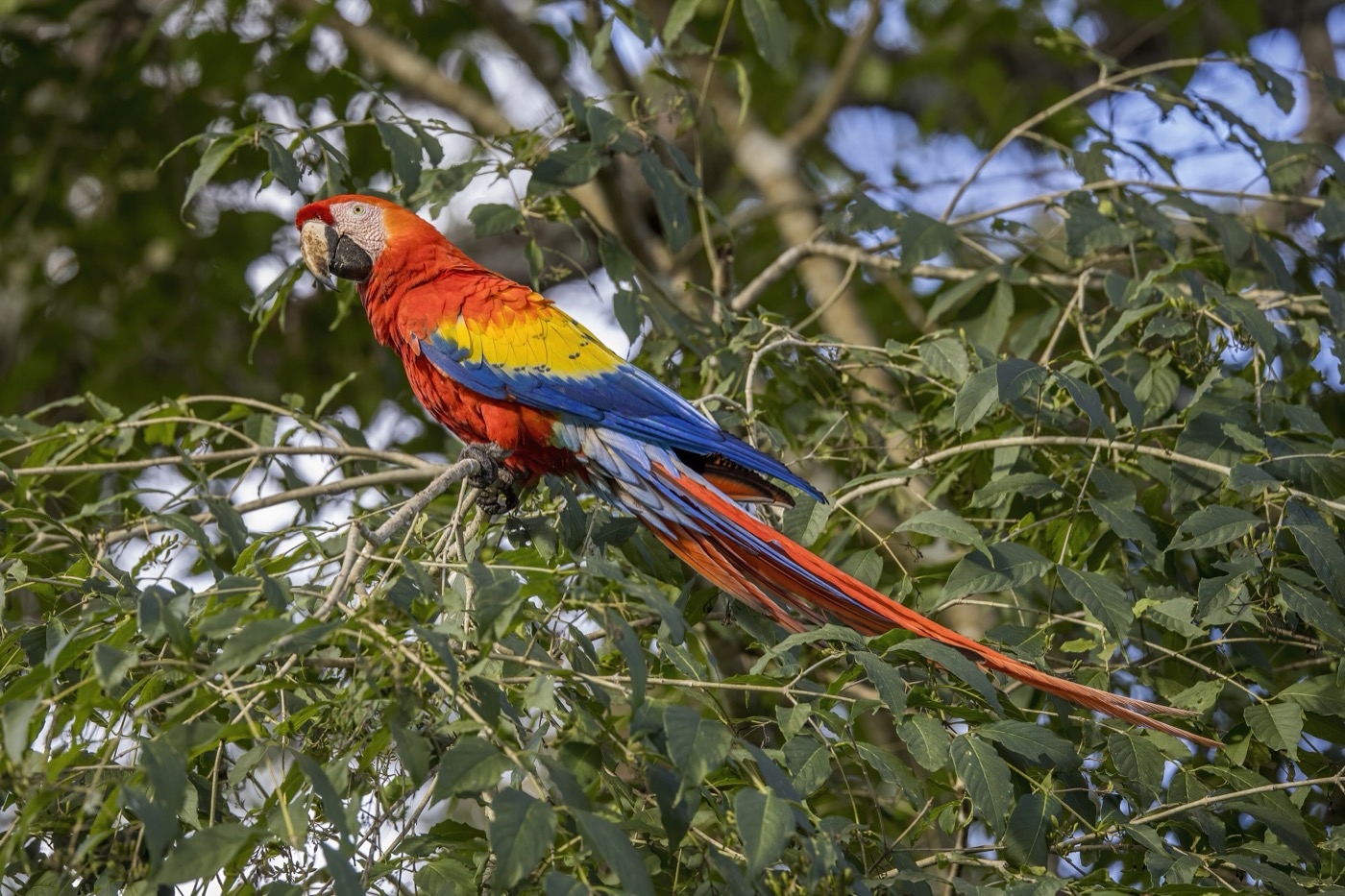 Guacamayo rojo Ara macao