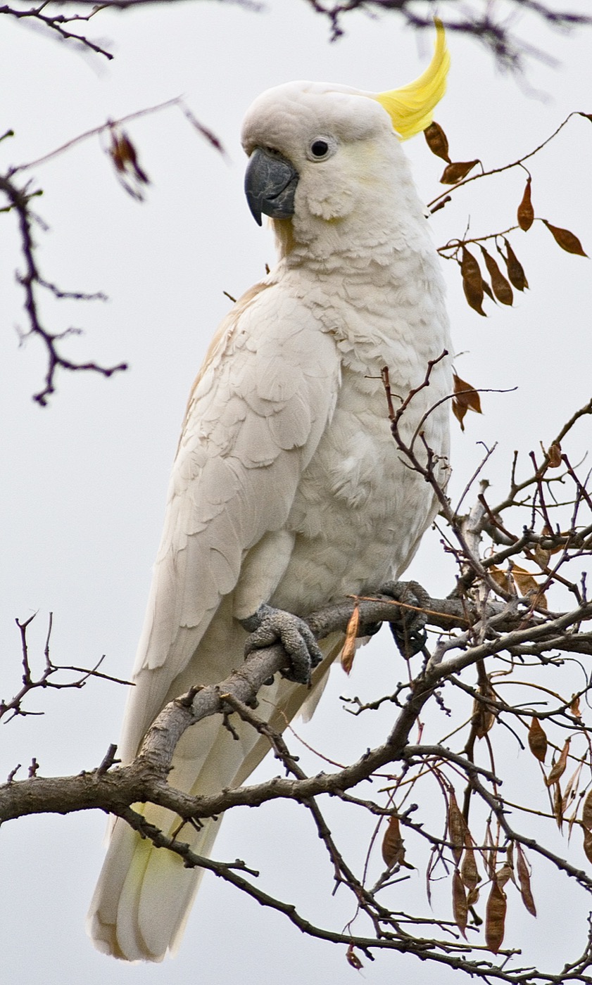 Cacatúa de cresta amarilla Cacatua galerita