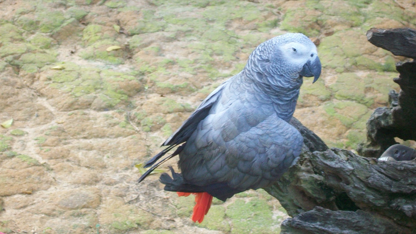 Loro gris africano Psittacus erithacus