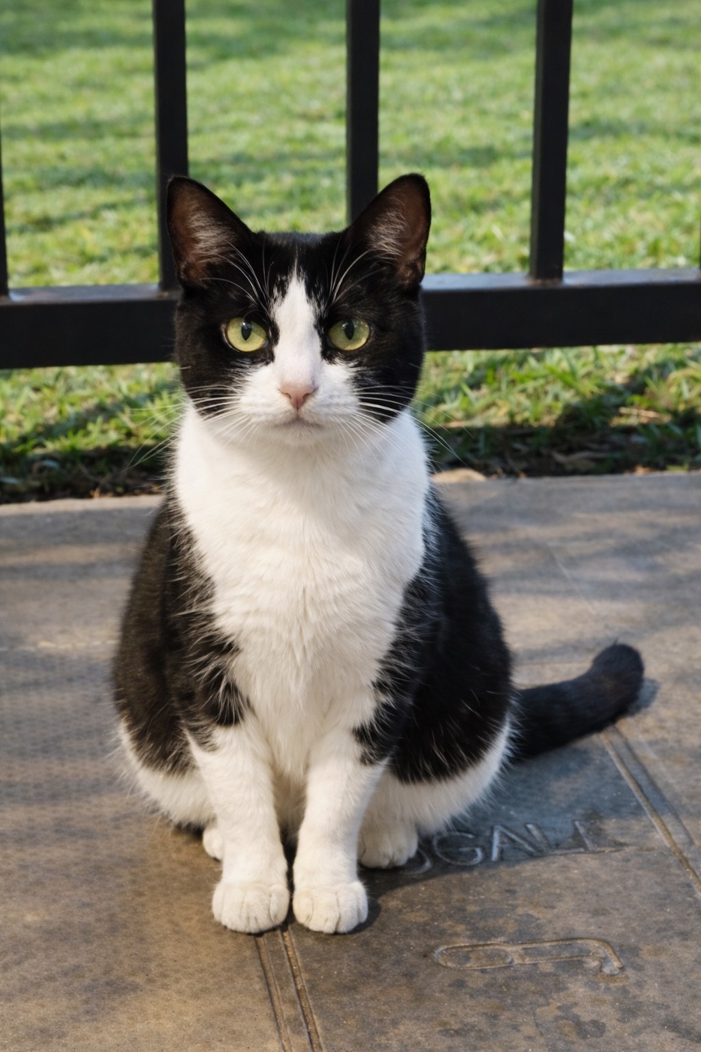 La Gata Panchita