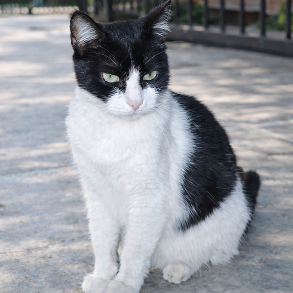 Retrato de Panchita
