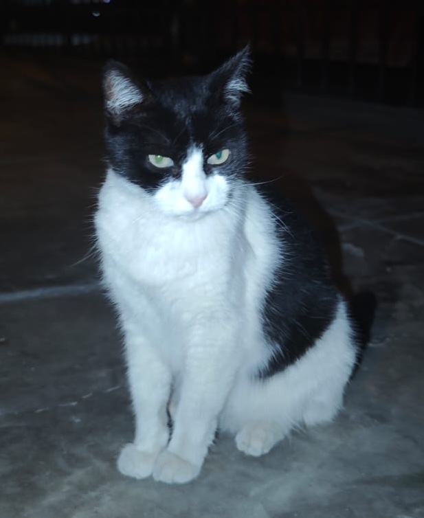 Panchita de noche
