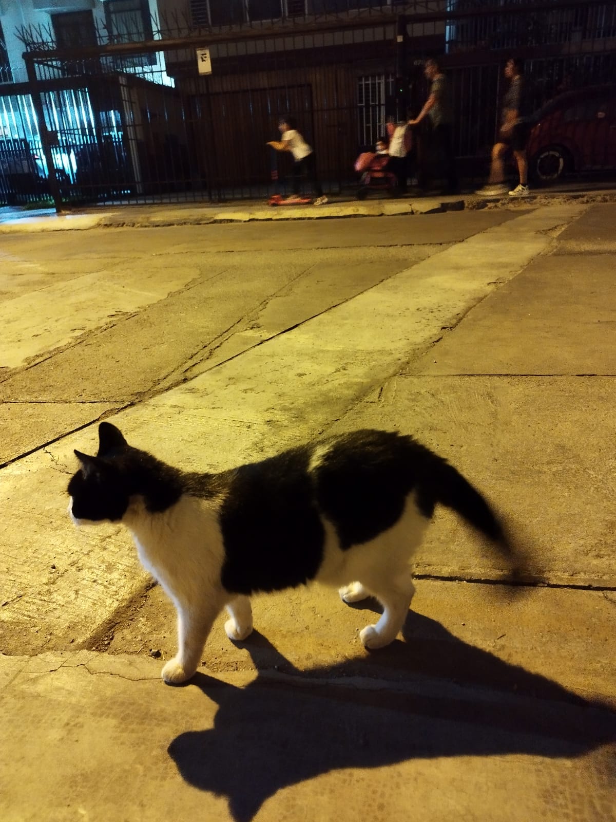Panchita paseando
